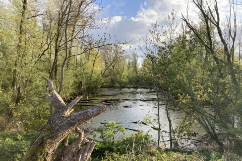 BiotopRheinaueAuestrasse