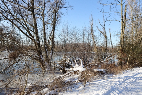 RheinaueWinter5